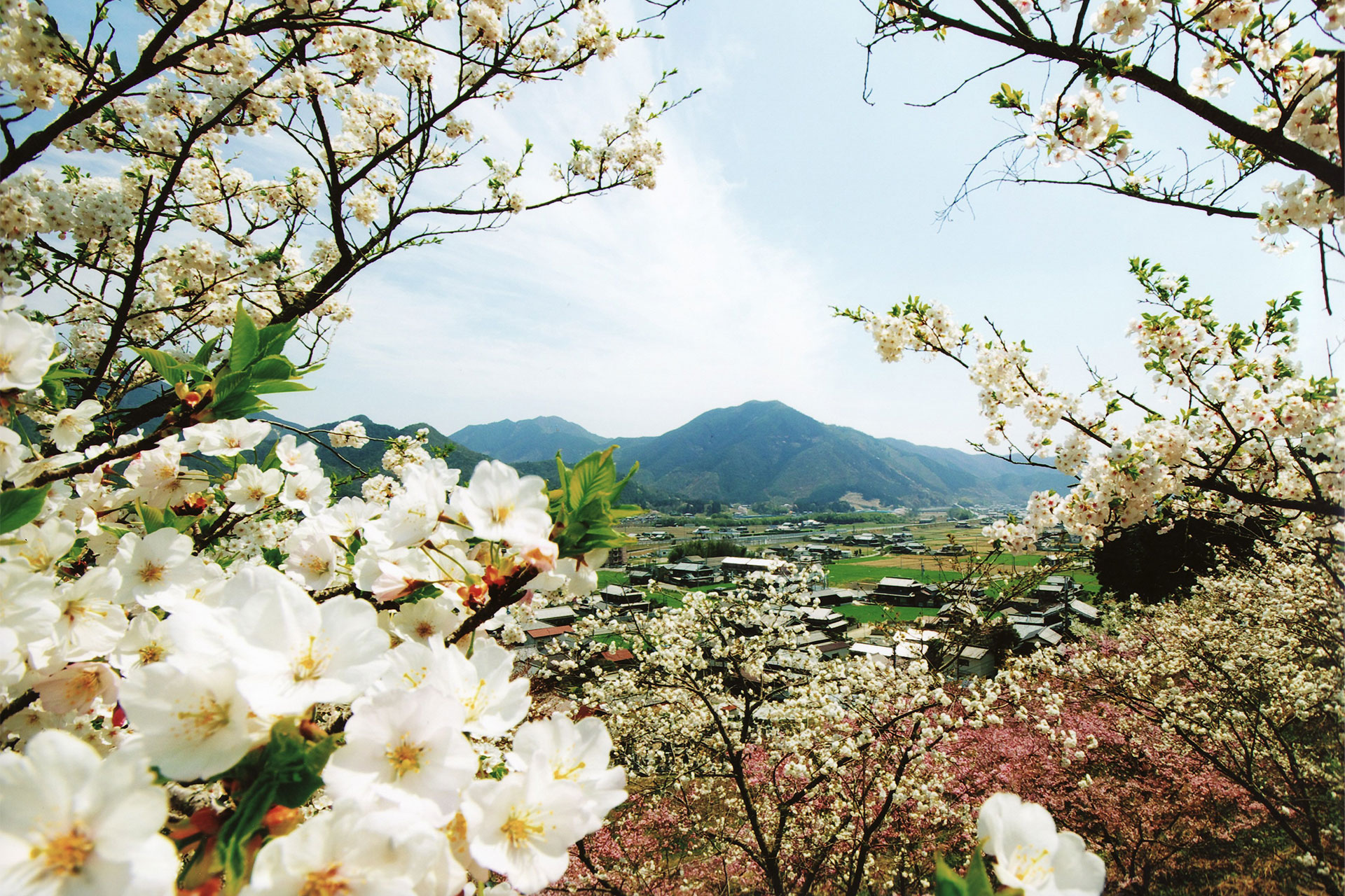 桜の山 桜華園