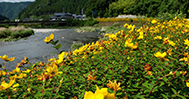 ヒペリカム開花（6月中旬頃）