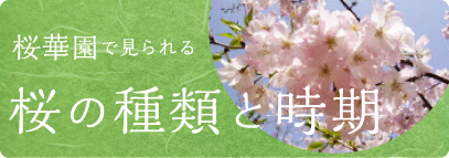 桜の種類と時期