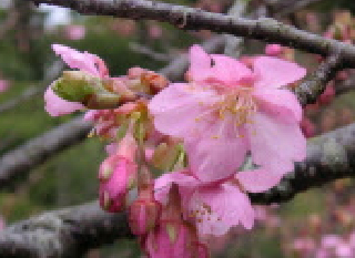 河津桜