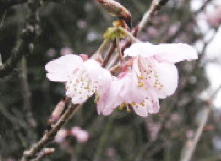 椿寒桜